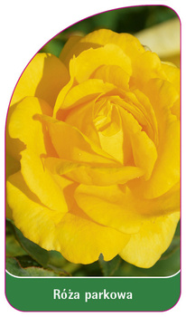 Park rose nr. 400