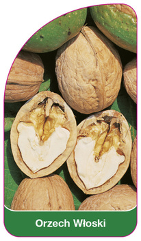 Nucă