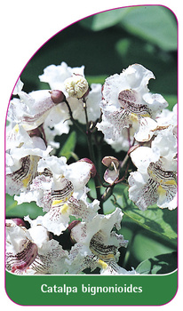 Catalpa bignonioides