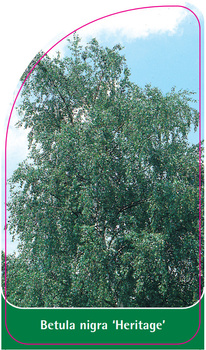 Betula nigra 'Heritage'