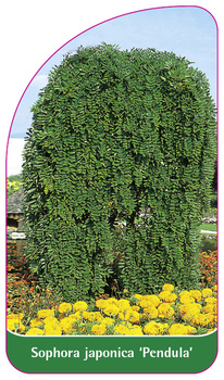 Sophora japonica 'Pendula'