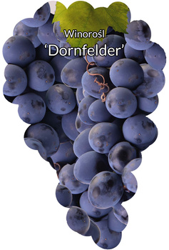 Viță de vie Dornfelder