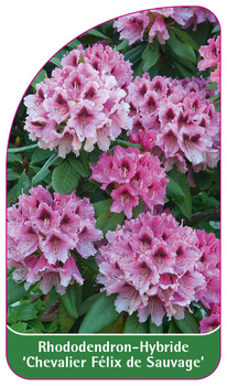 Rhododendron-Hybride "Chevalier Félix de Sauvage",