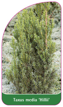 Taxus media 'Hillii'