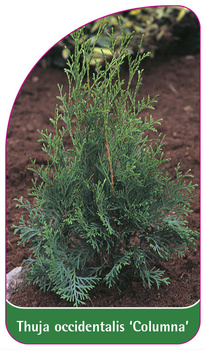 Thuja occidentalis 'Columna'