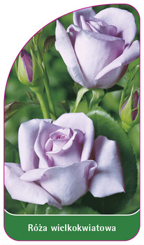 Trandafir cu flori mari Nr. 232