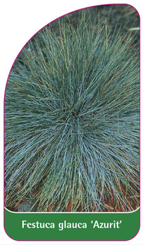 Festuca glauca 'Azurit'