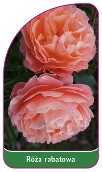 Discount rose Nr. 113