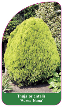 Thuja orientalis 'Aurea Nana'