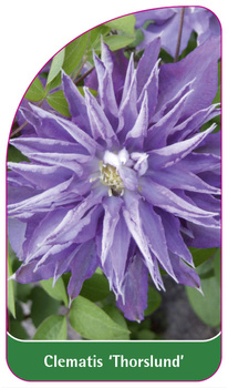 Clematis 'Thorslund'