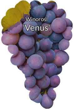 Vița de vie Venus