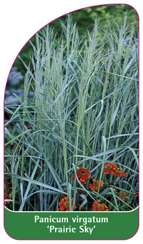 Panicum virgatum 'Prairie Sky'