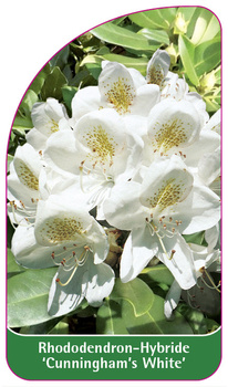 Rhododendron-Hybride 'Cunningham's White'