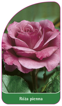 Trunchi trandafir Nr. 15