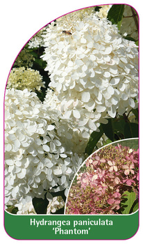 Hydrangea macrophylla 'Phantom'
