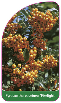Pyracantha coccinea 'Firelight'