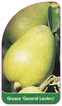 Arbore de păr 'General Leclerc'