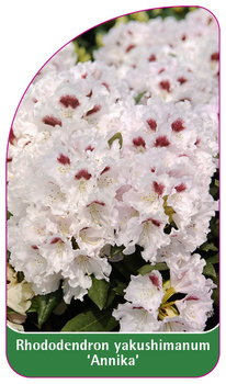 Rhododendron yakushimanum 'Annika'