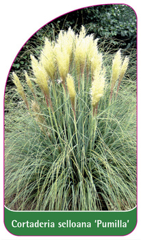 Cortaderia selloana "Pumilla