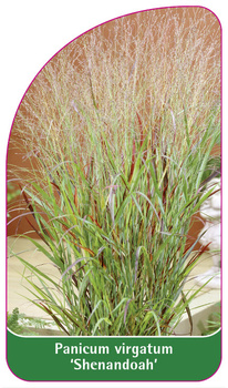 Panicum virgatum 'Shenandoah'