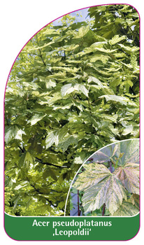 Acer pseudoplatanus 'Leopoldii'