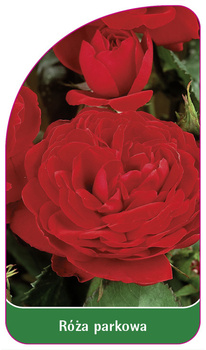 Park rose nr. 411