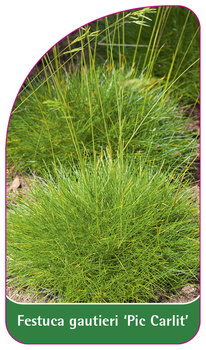 Festuca gautieri 'Pic Carlit'