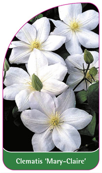 Clematis 'Mary-Claire'