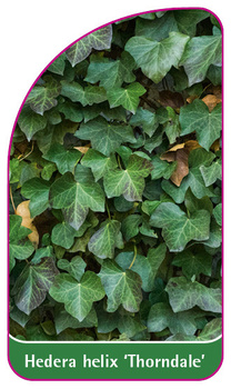 Hedera helix 'Thorndale'