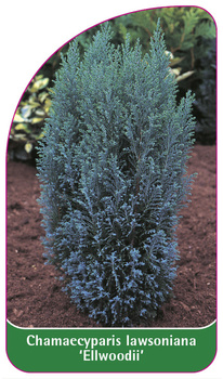 Chamaecyparis Iawsoniana 'Ellwoodii'