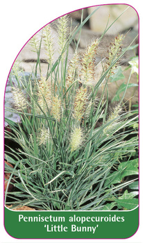 Pennisetum alopecuroides 'Little Bunny'