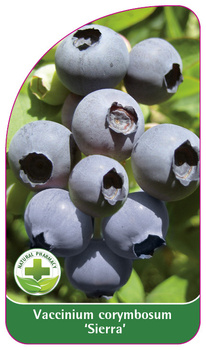 Vaccinium corymbosum "Sierra