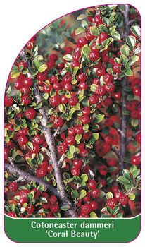 Cotoneaster dammeri 'Coral Beauty'