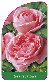 Discount rose Nr. 101 B