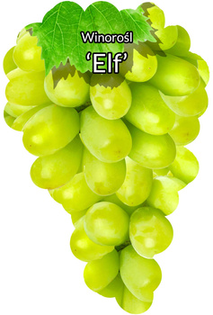 Viță de elf
