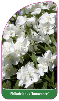 Philadelphus 'Innocence'