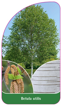 Betula utilis