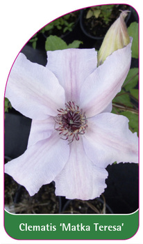 Clematis "Maica Tereza
