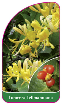 Lonicera tellmanniana