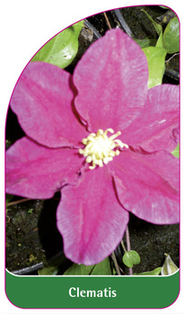 Clematis