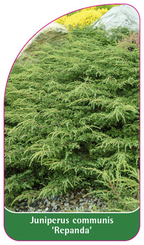 Juniperus communis 'Repanda'