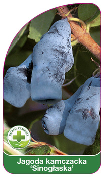 Boabe de caprifoi albastru