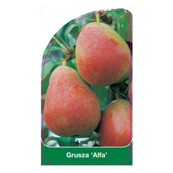 Pear tree 'Alpha'