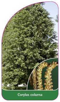 Corylus colurna
