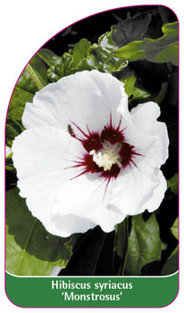 Hibiscus syriacus 'Monstrosus'