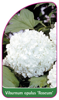 Viburnum opulus 'Roseum'