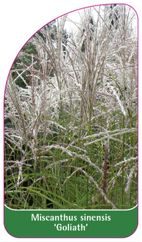 Miscanthus sinensis 'Goliath'