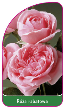 Discount rose Nr. 101 B