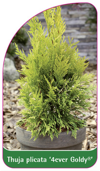 Thuja plicata '4ever Goldy'