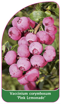 Vaccinium corymbosum 'Pink Lemonade'